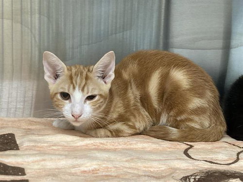BRENEBON, a cat for adoption from Orange County Animal Care Center