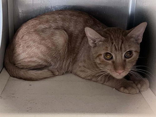 MATZO, a cat for adoption from Orange County Animal Care Center