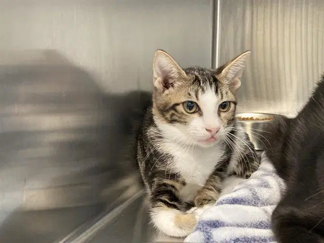 Cabbage - Domestic Short Hair