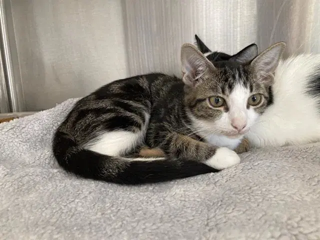 Cronut - Domestic Short Hair
