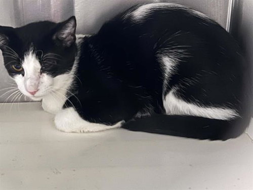 UDON, a cat for adoption from Orange County Animal Care Center