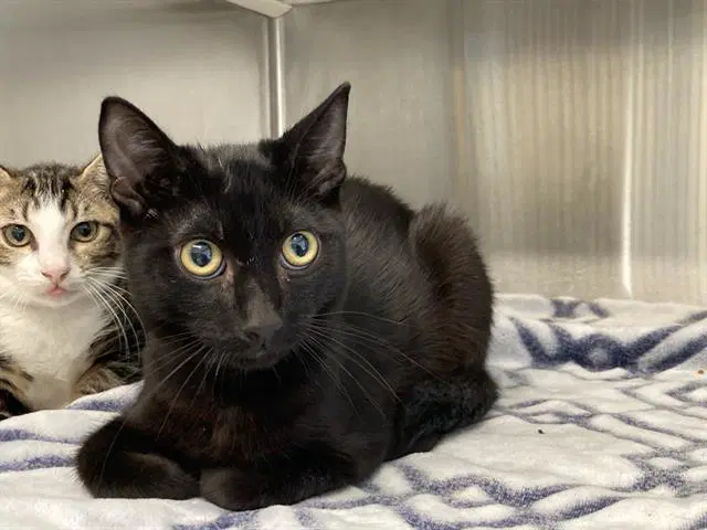 Caldillo - Domestic Short Hair