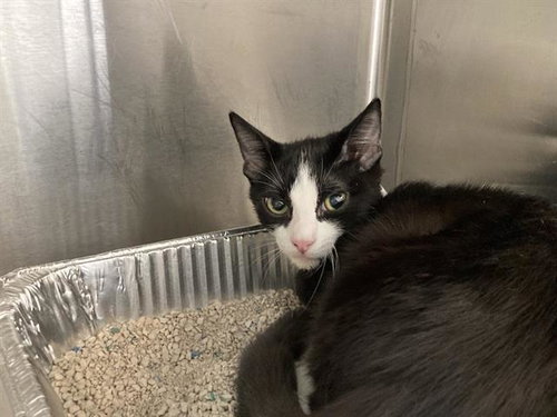 CAZUELA, a cat for adoption from Orange County Animal Care Center