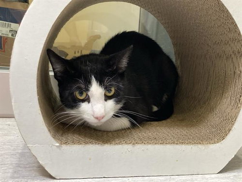 CULLEN, a cat for adoption from Orange County Animal Care Center