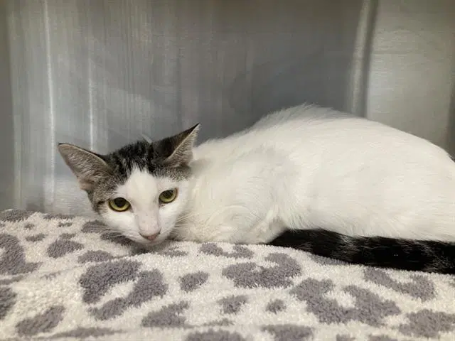 Canel - Domestic Short Hair