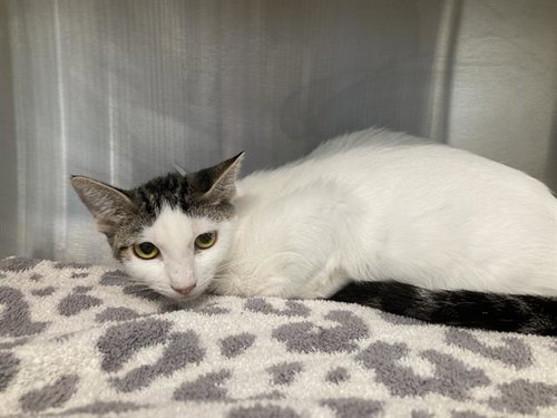 CANELÃ, a cat for adoption from Orange County Animal Care Center