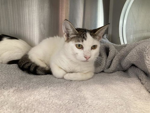 CHOUX, a cat for adoption from Orange County Animal Care Center