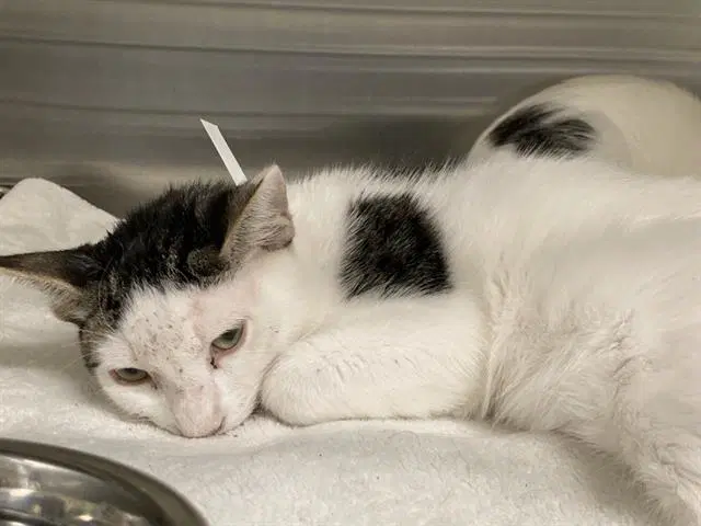 Lagman - Domestic Short Hair