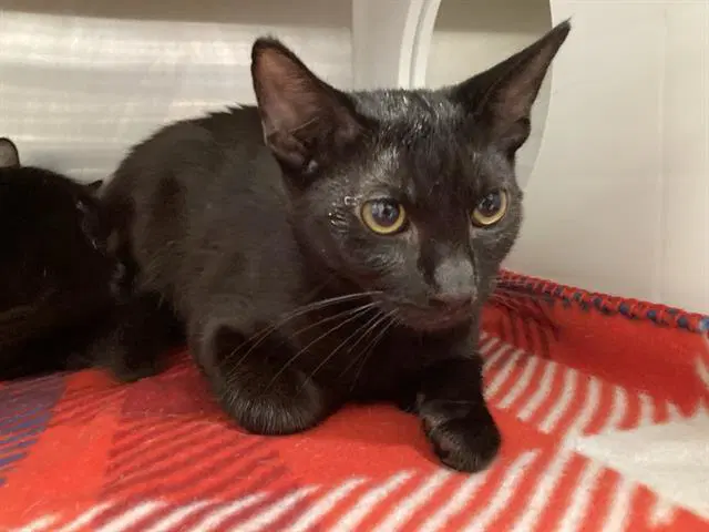 Dashi - Domestic Short Hair