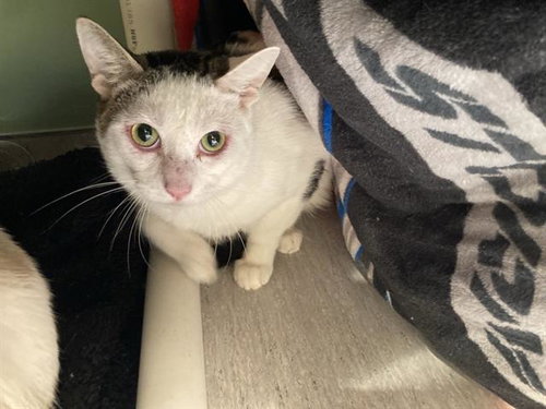AVOCADO, a cat for adoption from Orange County Animal Care Center