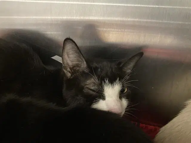 Duck - Domestic Short Hair