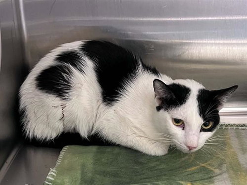 BARLEY, a cat for adoption from Orange County Animal Care Center