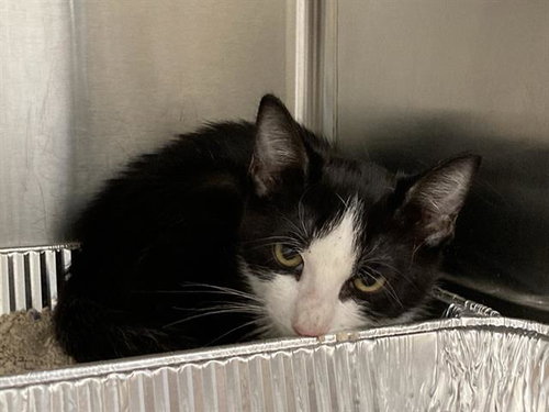 WINDSOR, a cat for adoption from Orange County Animal Care Center