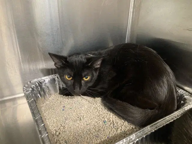 Pita - Domestic Short Hair