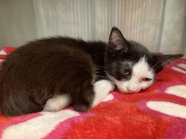 Gazpacho - Domestic Short Hair