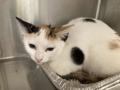 STRUDEL, a cat for adoption from Orange County Animal Care Center