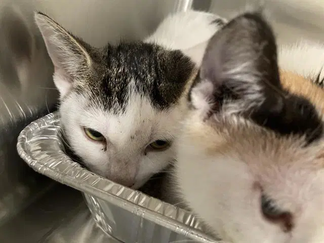 Momo - Domestic Short Hair