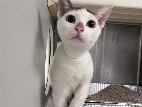MOMO, a cat for adoption from Orange County Animal Care Center