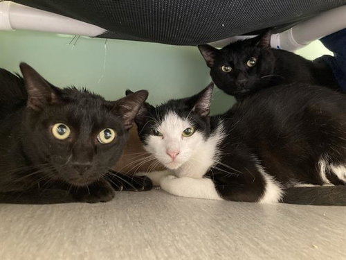 BERMUDA, a cat for adoption from Orange County Animal Care Center