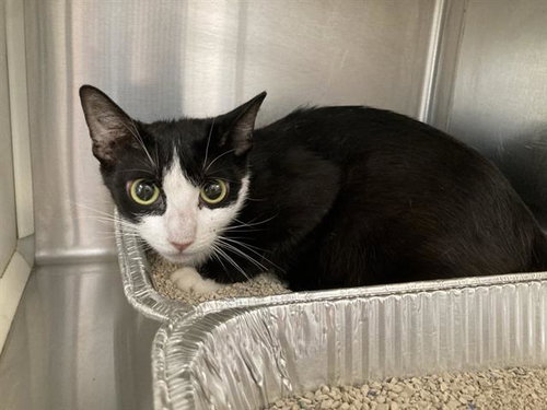 CANNOLI, a cat for adoption from Orange County Animal Care Center