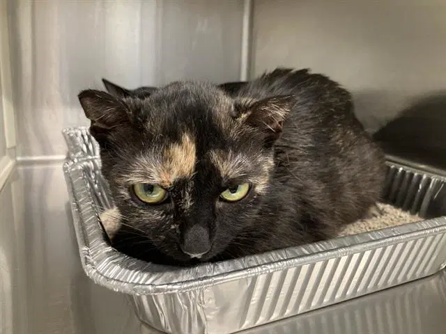 Danish - Domestic Short Hair