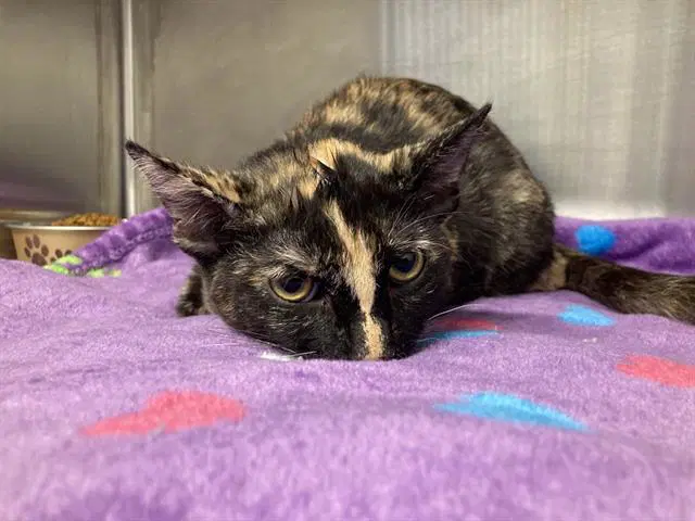 Toasty - Domestic Short Hair