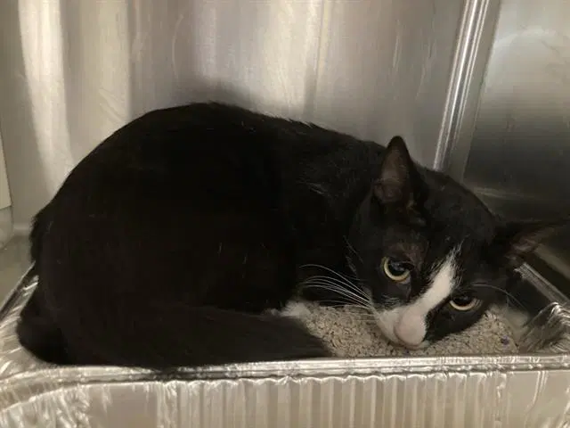 French Onion - Domestic Short Hair