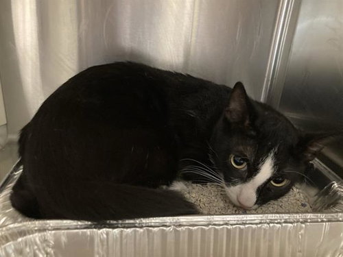 FRENCH ONION, a cat for adoption from Orange County Animal Care Center