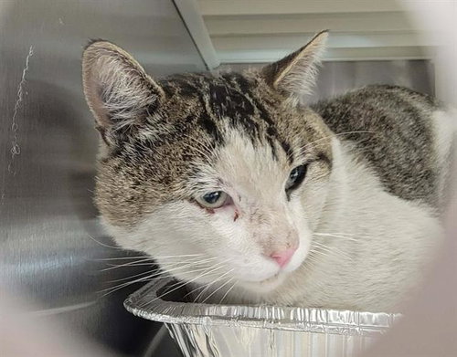 SYLVESTER, a cat for adoption from Orange County Animal Care Center