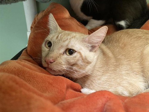 CARROT, a cat for adoption from Orange County Animal Care Center