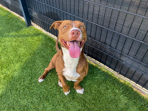 TAKOYAKI, a dog for adoption from Orange County Animal Care Center