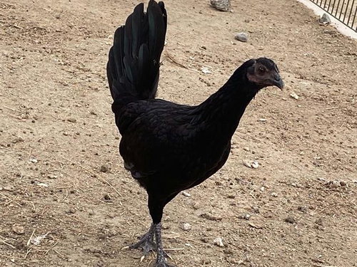HENNIFER, a poultry for adoption from Orange County Animal Care Center