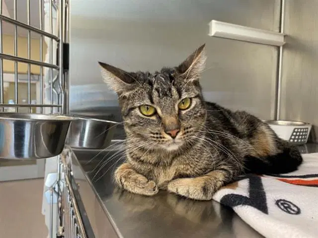 Seabird - Domestic Short Hair