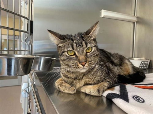 SEABIRD, a cat for adoption from Orange County Animal Care Center