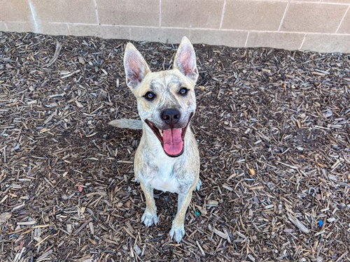 DIANA, a dog for adoption from Orange County Animal Care Center