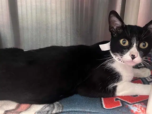 Wanda - Domestic Short Hair
