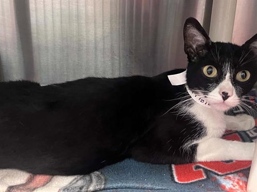 WANDA, a cat for adoption from Orange County Animal Care Center