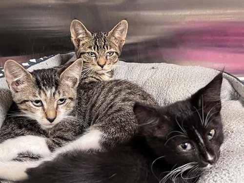 SLICE, a cat for adoption from Orange County Animal Care Center