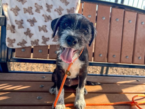 WALDO, a dog for adoption from Orange County Animal Care Center