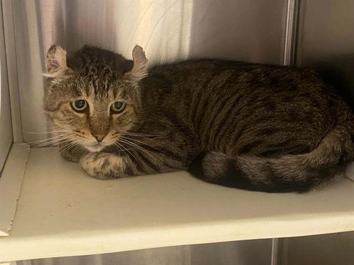 JOHN CURL, a cat for adoption from Orange County Animal Care Center