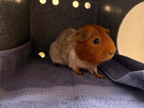 PATATO, a guinea pig for adoption from Orange County Animal Care Center