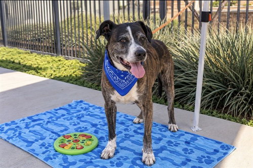 IVAN, a dog for adoption from Orange County Animal Care Center
