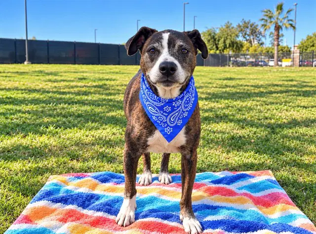 Ivan - Pit Bull Terrier