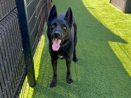 SHADOW, a dog for adoption from Orange County Animal Care Center