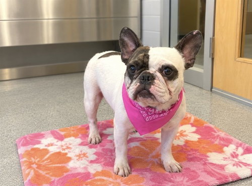 TIGERLILY, a dog for adoption from Orange County Animal Care Center
