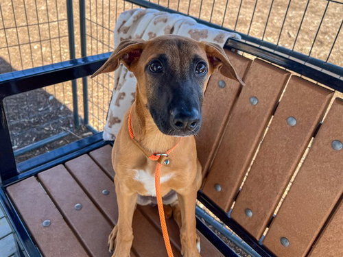 ZEKE, a dog for adoption from Orange County Animal Care Center
