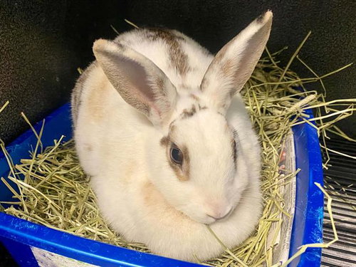 THUMPER, a rabbit for adoption from Orange County Animal Care Center