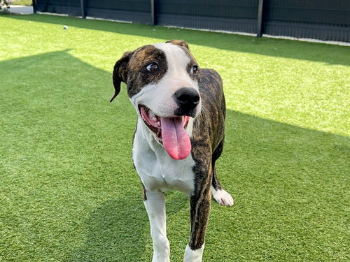BRUNO, a dog for adoption from Orange County Animal Care Center