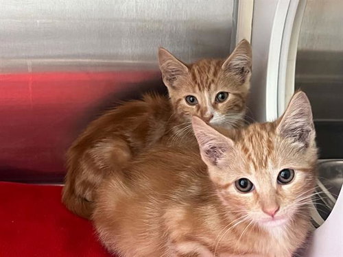 HOBBES, a cat for adoption from Orange County Animal Care Center