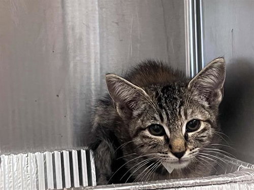 IVY, a cat for adoption from Orange County Animal Care Center